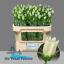 product/img.floraplaza.nl/23219-65-LIVE_fotos-0xF4586BEECECB2449B9623DE835399210BE4EB9B2.jpg