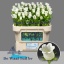 product/img.floraplaza.nl/23219-70-LIVE_fotos-0x2BE0EF4BE30A063545A2E1B6CD3E71170E40C250.jpg