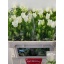 product/img.floraplaza.nl/23219-70-LIVE_fotos-0xA97A65F53FB28EF508B5886A7F95CEBEAA2F8718.jpg