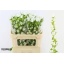 product/img.floraplaza.nl/23219-70-LIVE_fotos-0xC21D582B9D34312735F8F60DE2068E68D9C0A8C9.jpg
