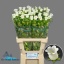 product/img.floraplaza.nl/23219-70-LIVE_fotos-0xEA8CEB5725F8E2573E5A79B77E74D3E731BFEA90.jpg