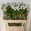 product/img.floraplaza.nl/23219-75-LIVE_fotos-0x0C0994CE7DE2C9AD4484688ABCE0EEA0AB50699D.jpg