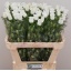 product/img.floraplaza.nl/23219-75-LIVE_fotos-0x72E43C77C4CDCE55B5E6C2547DB2EDC7742C4B93.jpg