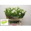 product/img.floraplaza.nl/23219-75-LIVE_fotos-0xC3755A9236A979A41D5F1004641B63E17A103F3D.jpg