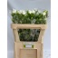 product/img.floraplaza.nl/23219-75-LIVE_fotos-0xCAB6920B75E9F2D19C37F50F62D9ED6C5B6F3BD9.jpg
