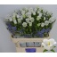product/img.floraplaza.nl/23219-75-LIVE_fotos-0xD5D60B8F55552C103D3756D5C858D9AE66AE84EF.jpg