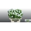 product/img.floraplaza.nl/23219-80-LIVE_fotos-0xF76B8DC8A01C45F2811411C71F849433942634FA.jpg
