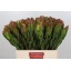 product/img.floraplaza.nl/23224-60-LIVE_fotos-0xDC2315F96118040496C3C209597D9D7A742C4BDF.jpg