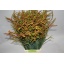 product/img.floraplaza.nl/2339-80-LIVE_fotos-0x1A8113AB56AA974AB85ECD72D1602C22FFF70372.jpg