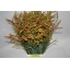 product/img.floraplaza.nl/2339-80-LIVE_fotos-0xB4061521CE052C1A7DF0C7AB1813CEBC4CFD98BD.jpg