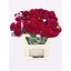 product/img.floraplaza.nl/23499-65-LIVE_fotos-0x7705E9FE84DCEB59388BC5F4DE0857D8116B81DD.jpg