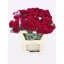 product/img.floraplaza.nl/23499-65-LIVE_fotos-0xC6D78146B9580B348AB584979285289503C2BD73.jpg
