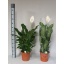 product/img.floraplaza.nl/23600-24-LIVE_fotos-0x3A52B9612E773E3B109D3DA40453C34D3E88B158.jpg