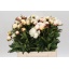 product/img.floraplaza.nl/23745-40-LIVE_fotos-0x70297964DE758A00F99CE4548F1AB3CA984E1EBB.jpg