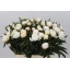 product/img.floraplaza.nl/23745-40-LIVE_fotos-0xEC59F228F92888FE8533C764EF1C40BD82F9CA30.jpg