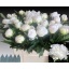 product/img.floraplaza.nl/23745-55-LIVE_fotos-0x1C59D0E0381D697F2CDFBD3AE0EB0451E9AF3573.jpg