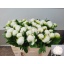 product/img.floraplaza.nl/23745-55-LIVE_fotos-0x2480C356A50B0DAA75D0D2248BAF037976BC6285.jpg