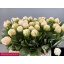 product/img.floraplaza.nl/23745-55-LIVE_fotos-0x33FC238F14837C3DEF8158DE95D98FFBF5A827B4.jpg