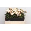 product/img.floraplaza.nl/23745-55-LIVE_fotos-0x4FA8A46A1A048FEE5020B7627CE88E08E6DBD9DB.jpg