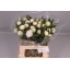 product/img.floraplaza.nl/23745-55-LIVE_fotos-0xB2164E0A2F88795AA71E35E26B2D9C27B99D0289.jpg