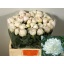 product/img.floraplaza.nl/23745-55-LIVE_fotos-0xB8C51D98D8E96EAA8DADF380976631A05D5AE874.jpg
