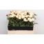 product/img.floraplaza.nl/23745-55-LIVE_fotos-0xDABA8339CCDBBB3A558706BB4694071FFAF1C30A.jpg