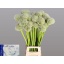 product/img.floraplaza.nl/23782-85-LIVE_fotos-0x3D9E5F4CBC6D98A796B5E84B35234416E2A79E98.jpg