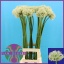 product/img.floraplaza.nl/23782-90-LIVE_fotos-0x0377A3D050354D9C264B04B61F369F9C2A96E069.jpg