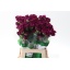 product/img.floraplaza.nl/23793-60-LIVE_fotos-0xE242419A9572F34BB1858BFE5BF6604E617A49F9.jpg product/img.floraplaza.nl/23793-60-LIVE_fotos-0xE242419A9572F34BB1858BFE5BF6604E617A49F9.jpg