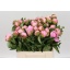 product/img.floraplaza.nl/23858-40-LIVE_fotos-0x3AB69B21C757345EA35E986EAF066556038D401B.jpg
