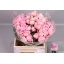 product/img.floraplaza.nl/23858-40-LIVE_fotos-0x5BE90FD22EF48AA07D9DA0DA0790D681F60CD522.jpg