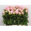 product/img.floraplaza.nl/23858-40-LIVE_fotos-0xCA5821D01560970C0B6242C9BE8D8F370EB434D6.jpg