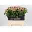 product/img.floraplaza.nl/23858-60-LIVE_fotos-0x70EE228268B78C07BB0466D49D4A3933B6CA79C9.jpg