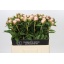 product/img.floraplaza.nl/23858-60-LIVE_fotos-0x7692810964039B0D0530D39E9A0DCCF723504A62.jpg
