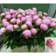 product/img.floraplaza.nl/23858-60-LIVE_fotos-0xBA046B0864B580765EAB58CD008C5294D3A82296.jpg