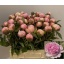 product/img.floraplaza.nl/23858-60-LIVE_fotos-0xFE381D211BCDD3D8534E18F5BFEB9D0D25605BC9.jpg