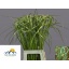 product/img.floraplaza.nl/23943-75-LIVE_fotos-0x9C3693D4D6B8EA3FA6FE7AD69002CE12746DDCB0.jpg