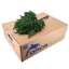 product/img.floraplaza.nl/23963-35-LIVE_fotos-0xD89AB74C4BFECE8F4A045E1CC7989DBEF1904AD9.jpg