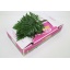 product/img.floraplaza.nl/23963-35-LIVE_fotos-0xFF4184FE5F13DFE5C33148EEDE94BEC75CF03EA1.jpg
