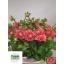 product/img.floraplaza.nl/24110-50-LIVE_fotos-0x67795F919122635A9A1A4894EB59B74B2BEFDE17.jpg