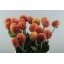 product/img.floraplaza.nl/24110-65-LIVE_fotos-0xCCCC82467D3CEEC198ABCD1E07854C9C0FC6B080.jpg