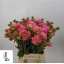 product/img.floraplaza.nl/24214-45-LIVE_fotos-0x460F57A0BDEC061070A0016708CBFCCB7ED28D00.jpg