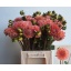 product/img.floraplaza.nl/24214-45-LIVE_fotos-0xF4A87D8D1197A4CC72A532AE8C9F588FDE73C59F.jpg
