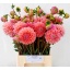 product/img.floraplaza.nl/24214-50-LIVE_fotos-0xB798A97A2041EA873D43B533CE8DD448B6C9B3F1.jpg