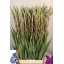 product/img.floraplaza.nl/24279-120-LIVE_fotos-0xA765B00A6F5CB5867B6F8EF7B0DD387C10981E54.jpg