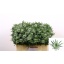 product/img.floraplaza.nl/24365-50-LIVE_fotos-0x4CE4B6A28CCDDA9A4684961D16C8234B5D39DEA1.jpg