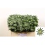 product/img.floraplaza.nl/24365-50-LIVE_fotos-0xF3488FB2848DBE0FCF3DB5482A907CD78A5E5111.jpg