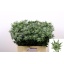 product/img.floraplaza.nl/24365-60-LIVE_fotos-0xEA9F5AA43D01F5ADBDD74AF967CF50CB9F642CE2.jpg