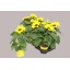 product/img.floraplaza.nl/24402-12-LIVE_fotos-0x6BB890EA5DE0A60A25063003ADE147A77BBCCC73.jpg