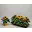 product/img.floraplaza.nl/24402-12-LIVE_fotos-0x8DFD31DDD3DCF47564CDA86BA5FFF3959FB01FBA.jpg